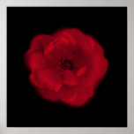 Red Rose. Black Background. Posters
