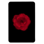 Red Rose. Black Background. Rectangle Magnet