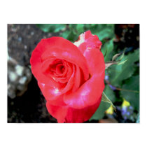 Red Rose Blooming posters