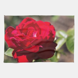 Red Rose Blossom