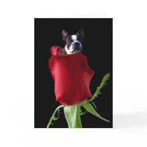 Red rose Boston Terrier greeting card