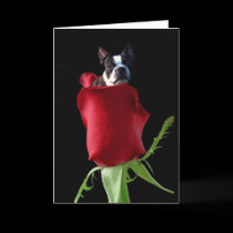 Red rose Boston Terrier greeting card by ritmoboxer Red rose Boston Terrier greeting card