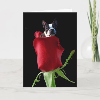 Red rose Boston Terrier greeting card card