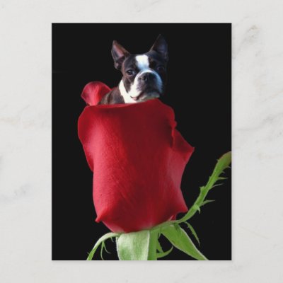 Red rose Boston Terrier postcard
