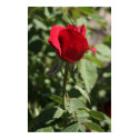 Red Rose bud posters