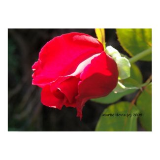 Red Rose Bud Print - Select Your Frame print