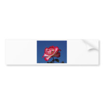Red Rose bumper stickers