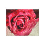 Red rose canvas print