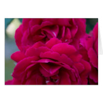 Red rose card by _Prki_ Red rose card