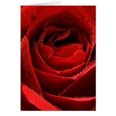 Red Rose cards