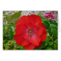 Red rose card by RoseGallery Red rose card
