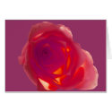 Red Rose cards