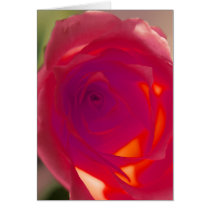 Red Rose cards by roimim Red Rose cards