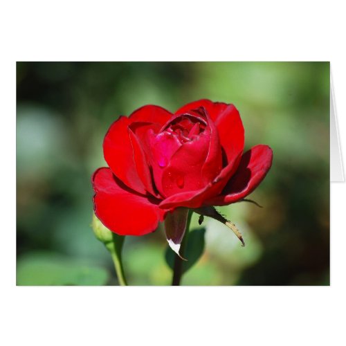 Red Rose Card card