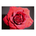Red Rose Card