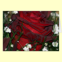 Red rose cards