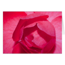 Red Rose cards
