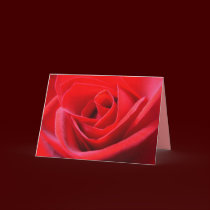 Red Rose Cards Red Flowers Custom Greeting Card cards