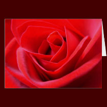 Red Rose Cards Red Flowers Custom Greeting Card cards