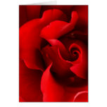 Red Rose Close-Up - Customized Card
