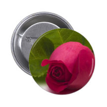 Red Rose Closeup Button