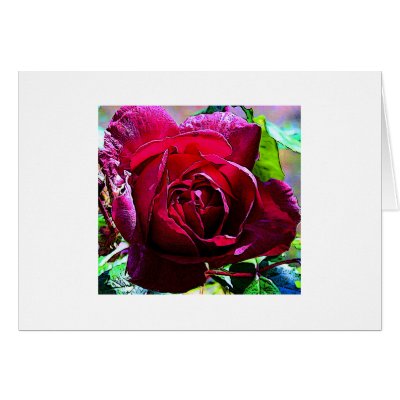 Red Rose Closeup Greeting Cards by Blacknight