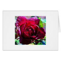 Red Rose Closeup cards