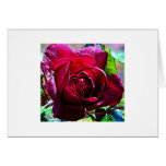 Red Rose Closeup cards