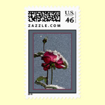 Red Rose covered with snow - Christmas postage