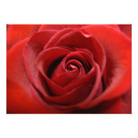 Red Rose Custom Invite