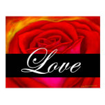 Red Rose Dog Cat Painting Art - Multi Post Card