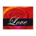 Red Rose Dog Cat Painting Art - Multi postcards by JUDERM Red Rose Dog Cat Painting Art - Multi postcards
