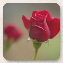 Red Rose Drink Coaster