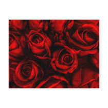 Red Rose Elegance Postcard