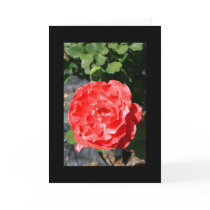 Red Rose Flower Greeting Card and Note Card by MichaelFelix Red Rose Flower Greeting Card and Note Card