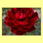 Red Rose Flower cards