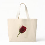 Red Rose Flower on White Red Rose Flower on White