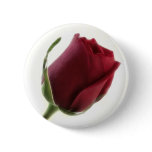 Red Rose Flower on White Red Rose Flower on White