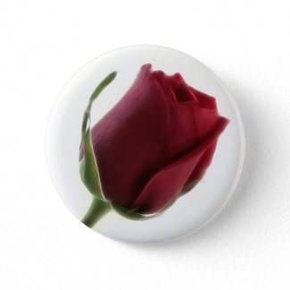 Red Rose Flower on White button