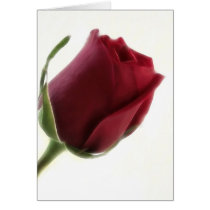 Red Rose Flower on White cards by LivingNature Red Rose Flower on White cards