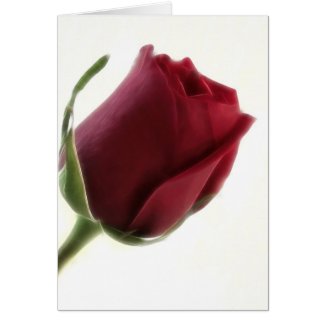 Red Rose Flower on White card