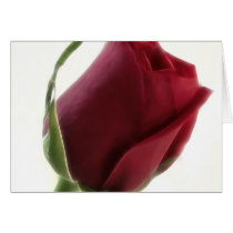 Red Rose Flower on White cards by LivingNature Red Rose Flower on White cards