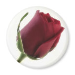 Red Rose Flower on White Red Rose Flower on White