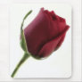 Red Rose Flower on White