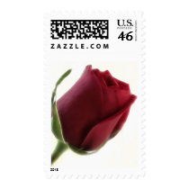 Red Rose Flower on White postage by LivingNature Red Rose Flower on White postage