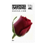Red Rose Flower on White Stamp