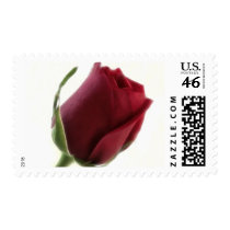 Red Rose Flower on White postage by LivingNature Red Rose Flower on White postage
