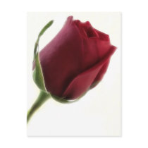 Red Rose Flower on White postcards by LivingNature Red Rose Flower on White postcards