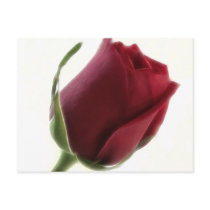 Red Rose Flower on White postcards by LivingNature Red Rose Flower on White postcards