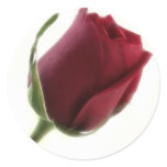 Red Rose Flower on White Stickers